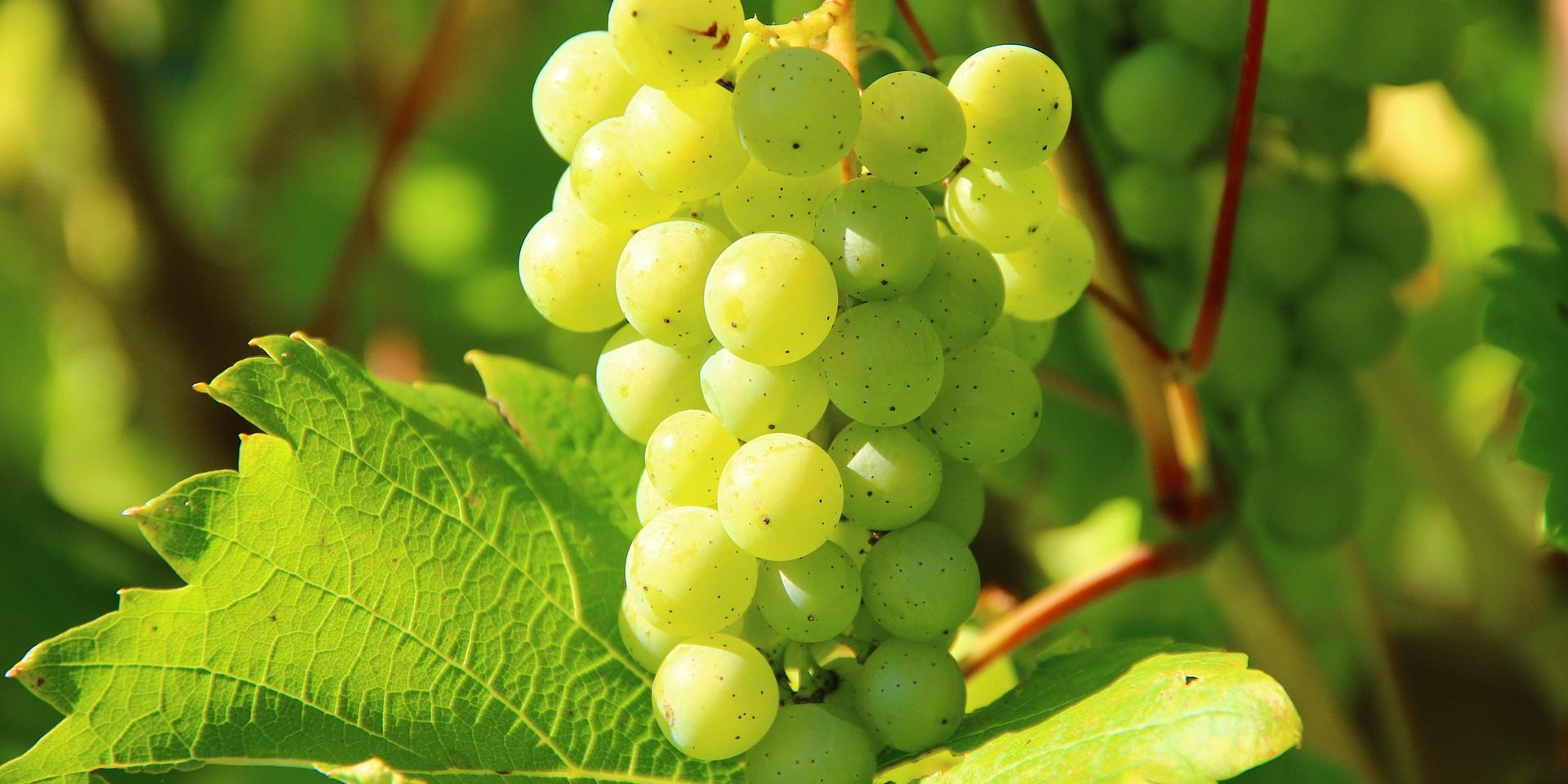 grapes-276070_1920