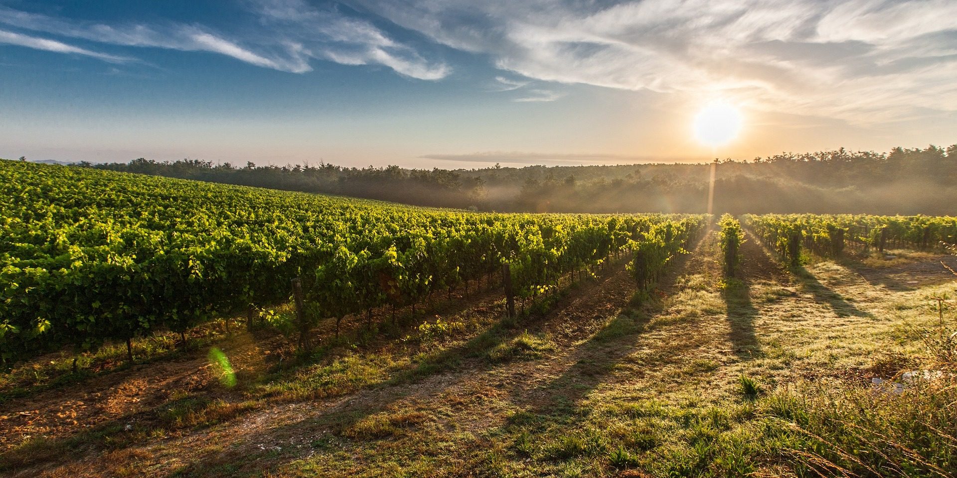 vinski put vojvodina