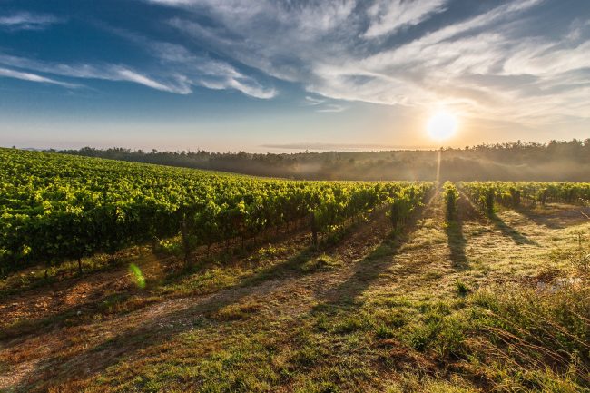 vinski put vojvodina