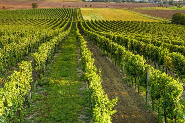 vinogradarstvo u srbiji