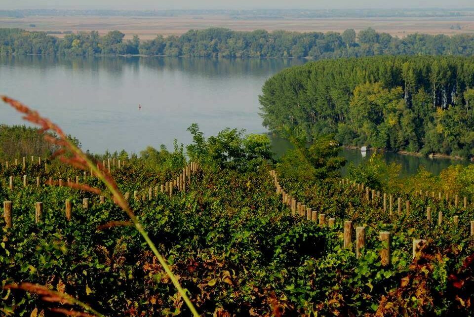 Restoran Vinogradi