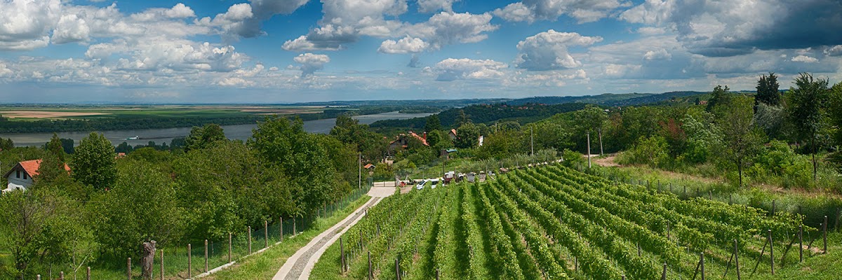 Plavinci Vinarija