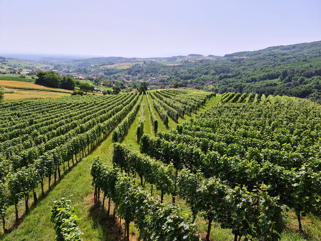 Vinarija Milosavljević