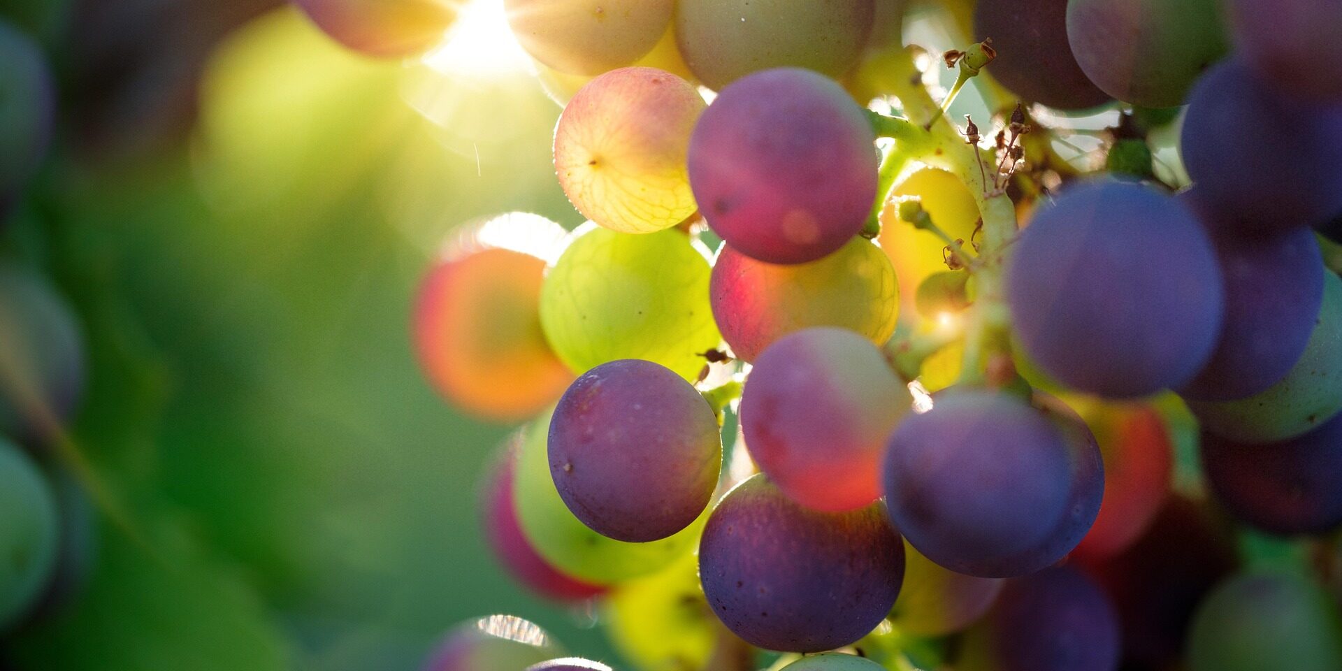 grapes-3550733_1920